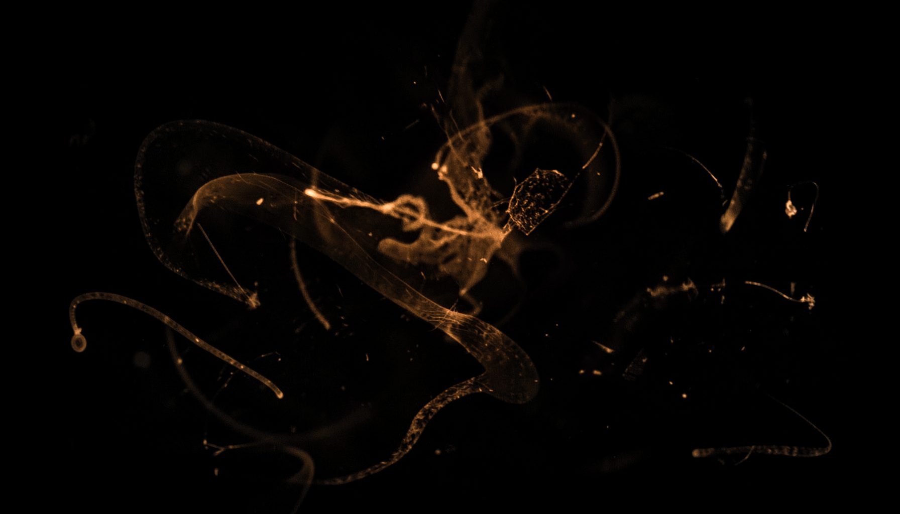 Dark atmospheric studio shot with warm amber lighting and abstract musical textures, high-contrast black-and-white